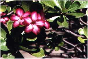 frangipani02